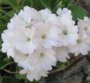 Primula marginata 'Alba'